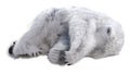 3D Rendering Polar Bear on White