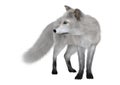 3D Rendering Polar Fox on White