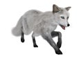 3D Rendering Polar Fox on White