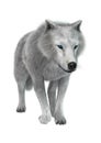 3D Rendering Polar Wolf on White