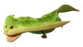 3D Rendering Prehistoric Amphibian Diplocaulus on White