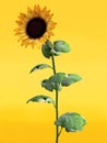 3D rendering of a beautiful sunflower.