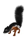 3D Rendering Prevost Squirrel on White Royalty Free Stock Photo