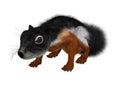 3D Rendering Prevost Squirrel on White Royalty Free Stock Photo