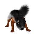 3D Rendering Prevost Squirrel on White