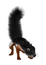 3D Rendering Prevost Squirrel on White