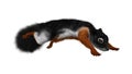 3D Rendering Prevost Squirrel on White Royalty Free Stock Photo