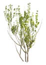 3D Rendering Privet Plant on White