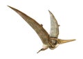 3D Rendering Pteranodon on White Royalty Free Stock Photo