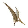 3D Rendering Pteranodon on White Royalty Free Stock Photo