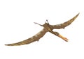 3D Rendering Pterodactyl Anhanguera on White