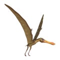 3D Rendering Pterodactyl Anhanguera on White