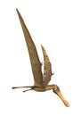 3D Rendering Pterodactyl Anhanguera on White