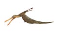 3D Rendering Pterodactyl Anhanguera on White