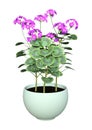 3D Rendering Geranium Flowers Pot on White