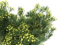 3d rendering of a realistic flower bush from front view isolate