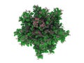 3d rendering of a realistic green top view tree isolated on whit