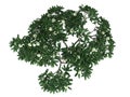 3d rendering of a realistic green tree top view isolated on whit Royalty Free Stock Photo