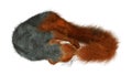 3D Rendering Red Bush Squirrel on White