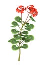 3D Rendering Red Geranium on White