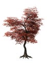 3D Rendering Japanese Maple Tree on White