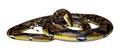 3D Rendering Reticulated Python on White