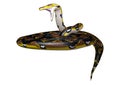 3D Rendering Reticulated Python on White