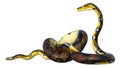 3D Rendering Reticulated Python on White