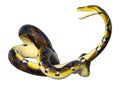 3D Rendering Reticulated Python on White