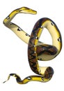 3D Rendering Reticulated Python on White
