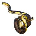 3D Rendering Reticulated Python on White