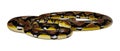 3D Rendering Reticulated Python on White