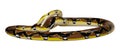 3D Rendering Reticulated Python on White