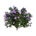 3D Rendering Rhododendron on White Royalty Free Stock Photo