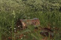 3d rendering of rusty tin can laying on grass