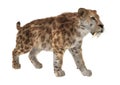 3D Rendering Saber Tooth Tiger on White