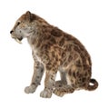 3D Rendering Saber Tooth Tiger on White Royalty Free Stock Photo