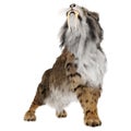 3D Rendering Sabertooth Tiger on White