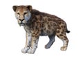 3D Rendering Sabertooth Tiger on White Royalty Free Stock Photo