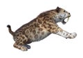 3D Rendering Sabertooth Tiger on White Royalty Free Stock Photo