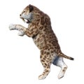 3D Rendering Sabertooth Tiger on White Royalty Free Stock Photo