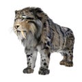 3D Rendering Sabertooth Tiger on White