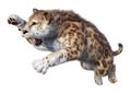 3D Rendering Sabertooth Tiger on White Royalty Free Stock Photo