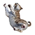 3D Rendering Sabertooth Tuger on White Royalty Free Stock Photo
