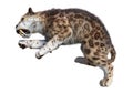 3D Rendering Sabertooth Tuger on White Royalty Free Stock Photo