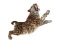 3D Rendering Sabertooth Tuger on White Royalty Free Stock Photo
