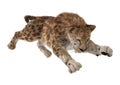 3D Rendering Sabertooth Tuger on White Royalty Free Stock Photo