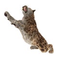 3D Rendering Sabertooth Tuger on White Royalty Free Stock Photo