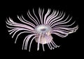 3D Rendering Sea Anemone on Black Royalty Free Stock Photo