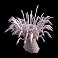 3D Rendering Sea Anemone on White Royalty Free Stock Photo